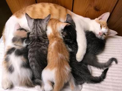 Гостевой дом the Misato Kinen Kan with many Kittens
