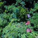 Лодж Yatama Rainforest Ecolodge