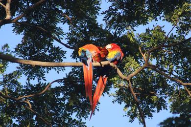 Гостевой дом House of the Macaws