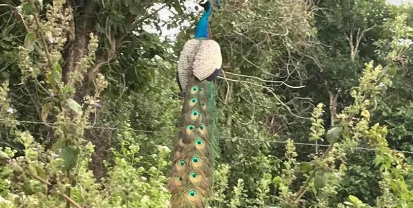 Курорт Peacock Resort