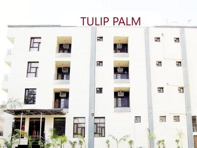 Tulip Palm