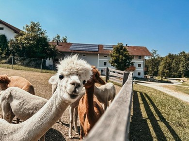 Ferienhof Petermühle Urlaub mit Alpakas