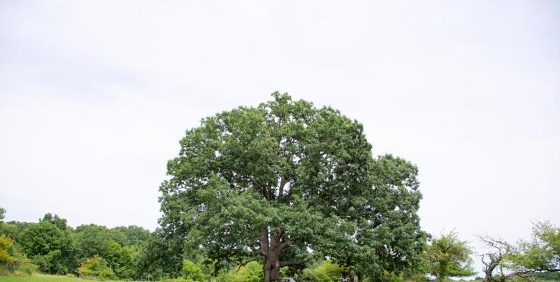 Luxury tent Tentrr Signature - Ancient Oak in Historic Orchard