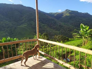 Гостевой дом Ecocabaña Alpina Con Hermosa Vista En Pijao Quindio