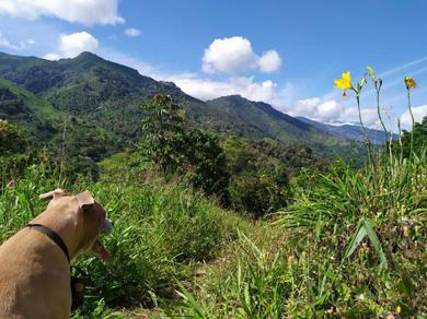 Кемпинг Ecocabaña Con Hermosa Vista En Pijao Quindio