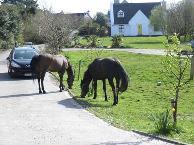 Дом отдыха Letterfrack Farmhouse on equestrian farm in Letterfrack