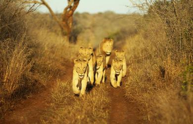 Лодж Thanda Safari