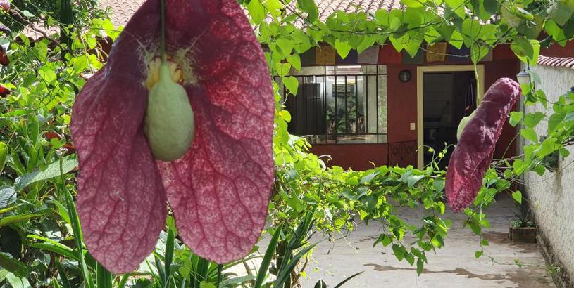 Лодж "Chalé Balines Oroboro" 1 - Casa com jardim de 150 m e cozinha completa em Macacos