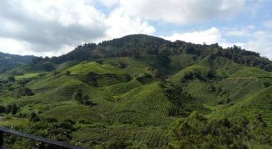 Apartments Primark Holiday Apartment Cameron Highlands